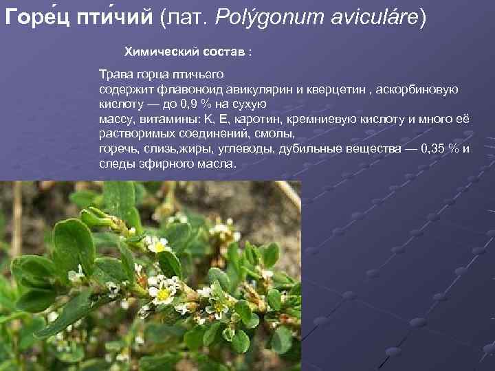 Горе ц пти чий (лат. Polýgonum aviculáre)    Химический состав : 