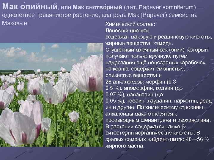 Мак о пийный, или Мак снотво рный (лат. Papaver somniferum) — однолетнее травянистое растение,