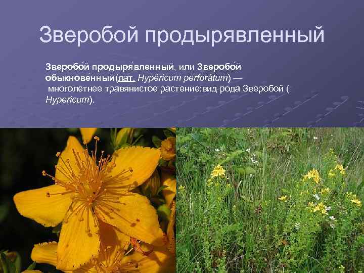 Зверобой продырявленный Зверобо й продыря вленный, или Зверобо й обыкнове нный(лат. Hypéricum perforátum) —