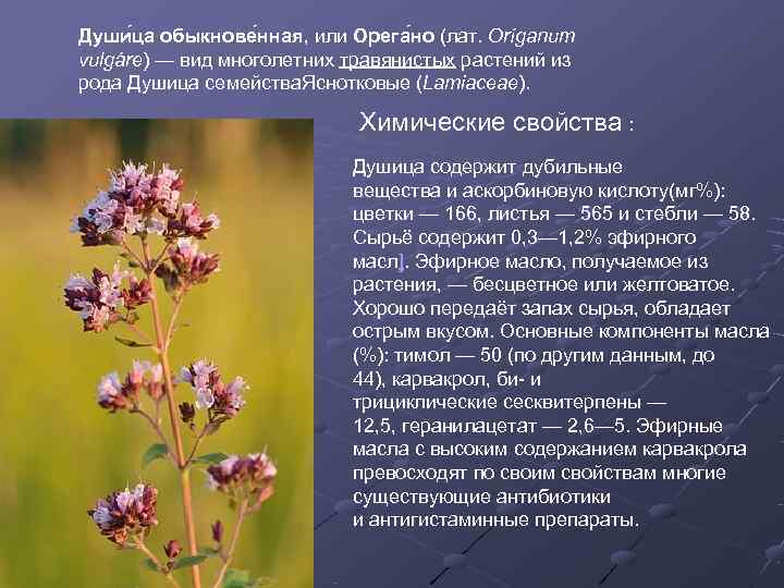 Души ца обыкнове нная, или Орега но (лат. Oríganum vulgáre) — вид многолетних травянистых