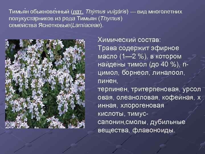 Тимья н обыкнове нный (лат. Thýmus vulgáris) — вид многолетних полукустарников из рода Тимьян
