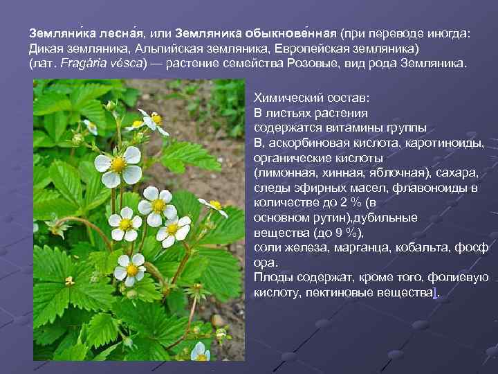 Земляни ка лесна я, или Земляника обыкнове нная (при переводе иногда:  Дикая земляника,