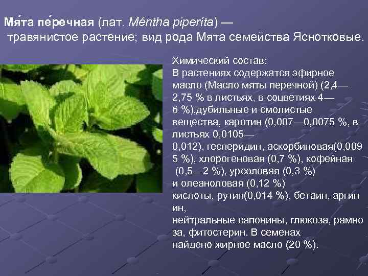 Мя та пе речная (лат. Méntha piperíta) — травянистое растение; вид рода Мята семейства