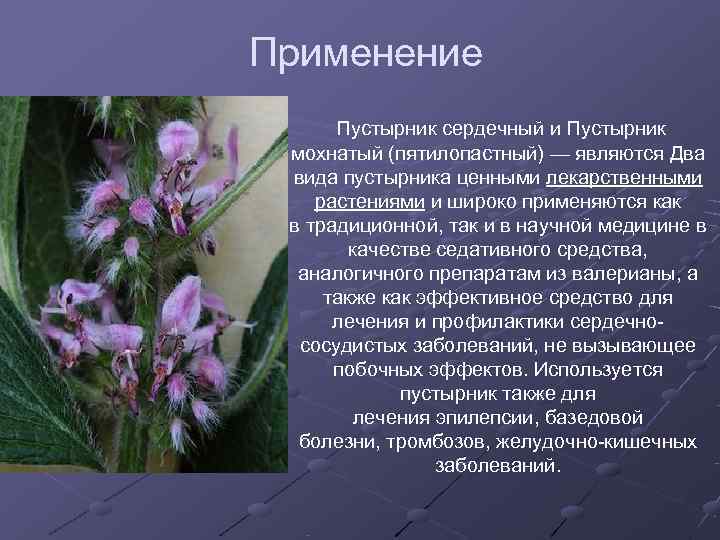 Применение  Пустырник сердечный и Пустырник  мохнатый (пятилопастный) — являются Два  вида