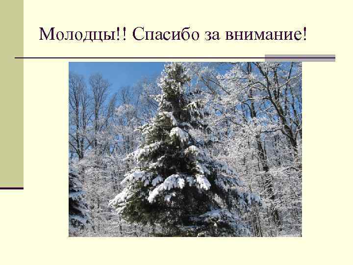 Молодцы!! Спасибо за внимание! 