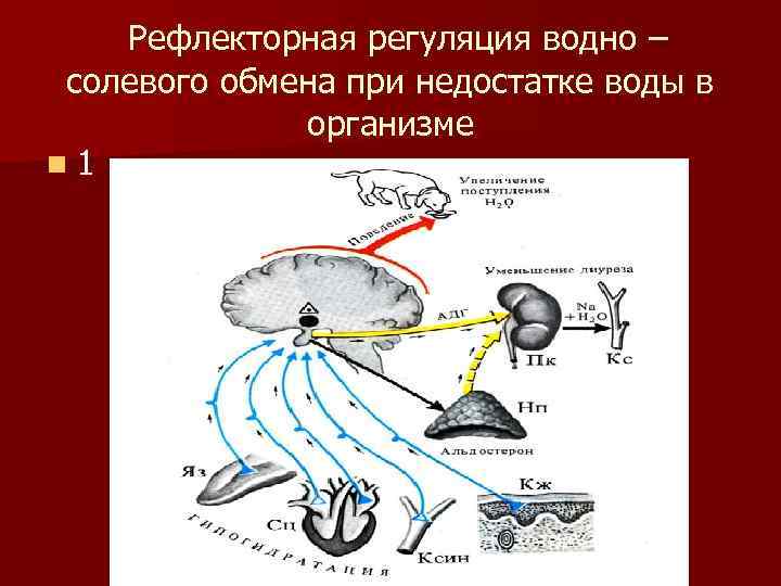 Схема регуляции водно солевого обмена в организме