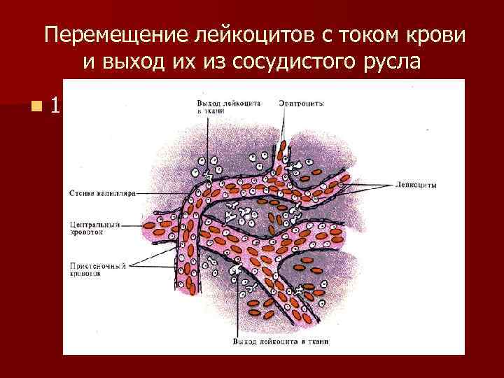 Стенка желчного капилляра образована