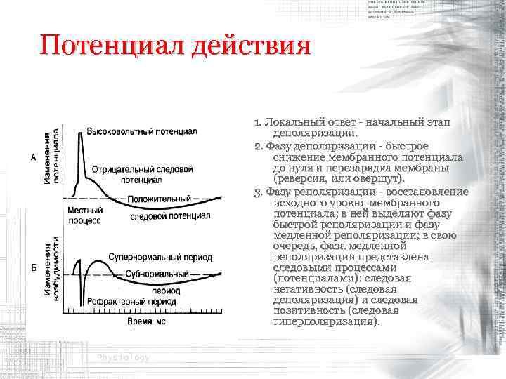 Потенциал действия    1. Локальный ответ - начальный этап   