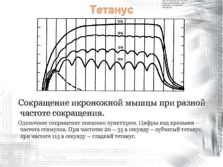 Определить частоту сокращения сердечной мышцы