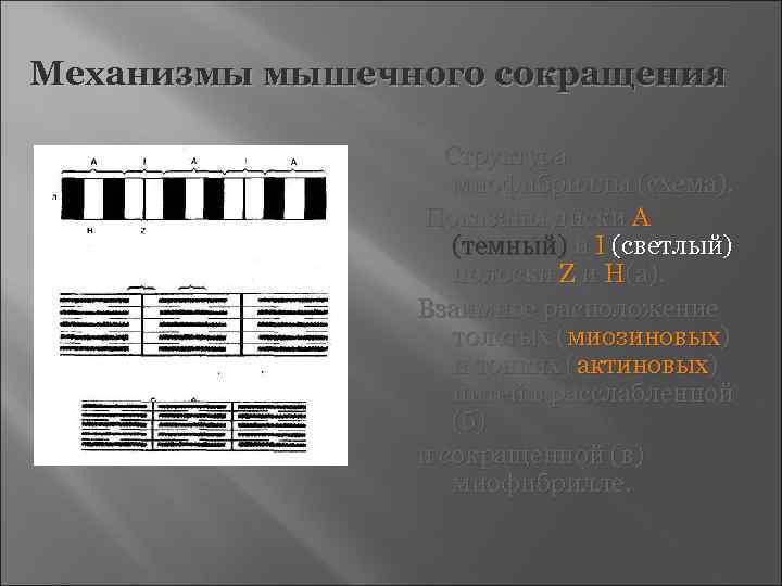 Механизмы мышечного сокращения    Структура    миофибриллы (схема).  