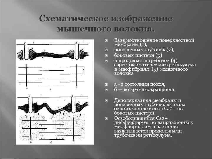 Схематическое изображение  мышечного волокна.   Взаимоотношение поверхностной   мембраны (1), 