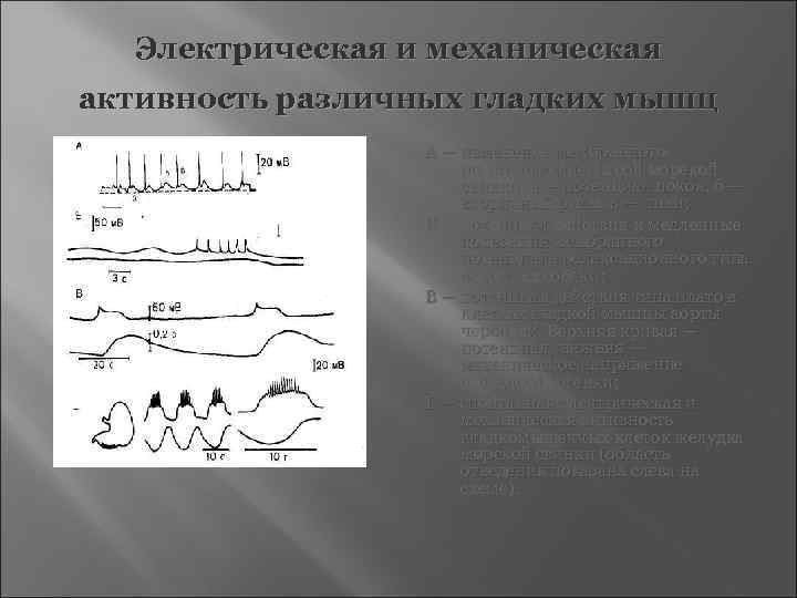  Электрическая и механическая активность различных гладких мышц   А — изменение мембранного
