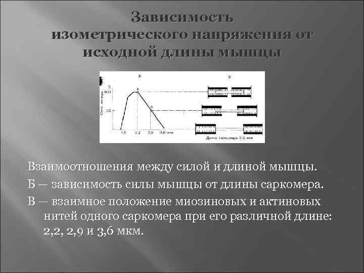 Зависимость длина сила. Зависимость силы сокращения мышцы от ее исходной длины. Зависимость напряжения от длины мышцы. Зависимость силы сокращения мышцы от длины саркомера. Зависимость длина сила мышцы.