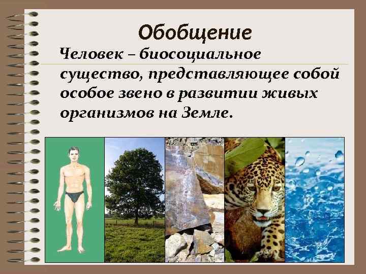   Обобщение Человек – биосоциальное существо, представляющее собой особое звено в развитии живых