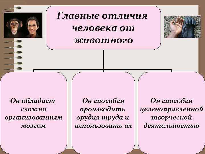   Главные отличия    человека от    животного Он