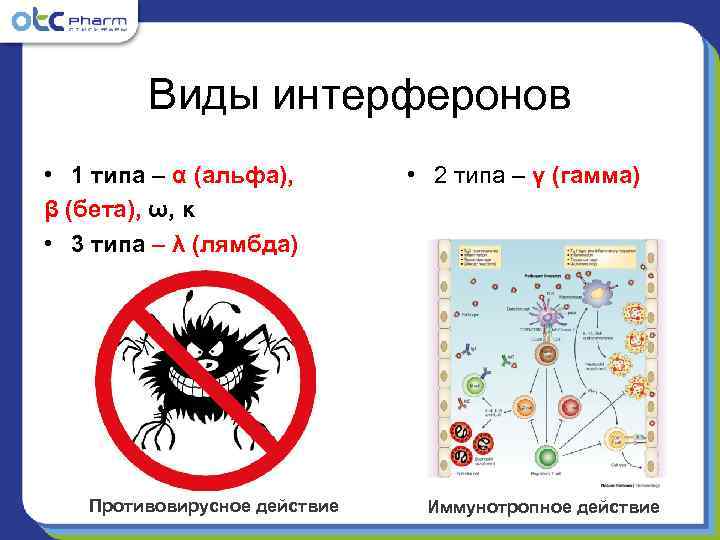   Виды интерферонов • 1 типа – α (альфа),  • 2 типа