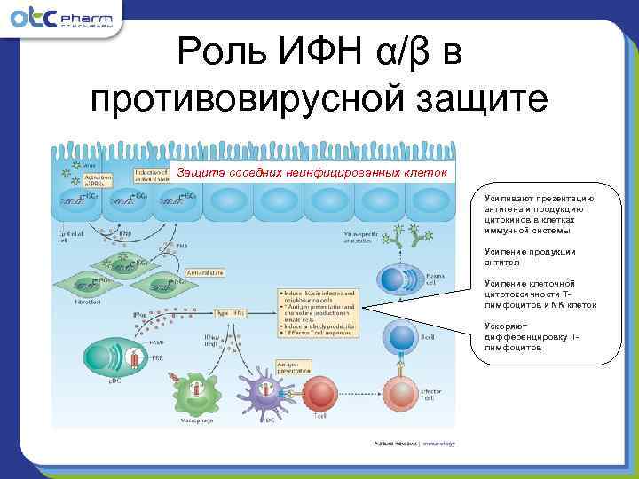   Роль ИФН α/β в противовирусной защите Защита соседних неинфицированных клеток  