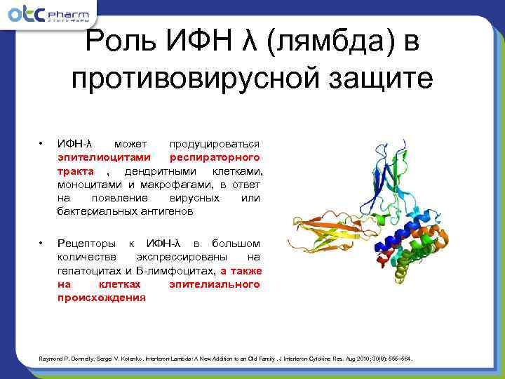    Роль ИФН λ (лямбда) в   противовирусной защите • 