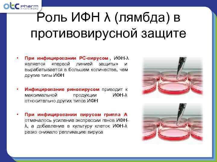   Роль ИФН λ (лямбда) в  противовирусной защите •  При инфицировании