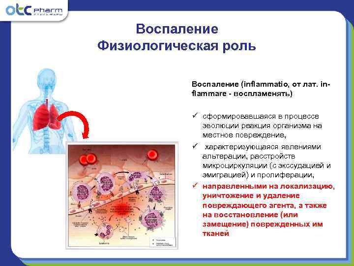   Воспаление Физиологическая роль   Воспаление (inflammatio, от лат. in-  flammare