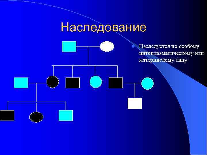 Наследование   l  Наследуется по особому   цитоплазматическому или  