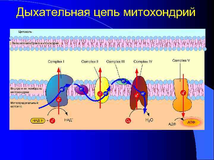 Дыхательная цепь митохондрий 