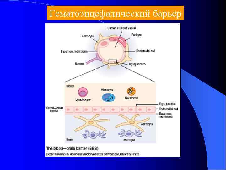 Схема гематоэнцефалического барьера