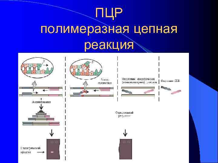   ПЦР полимеразная цепная  реакция 