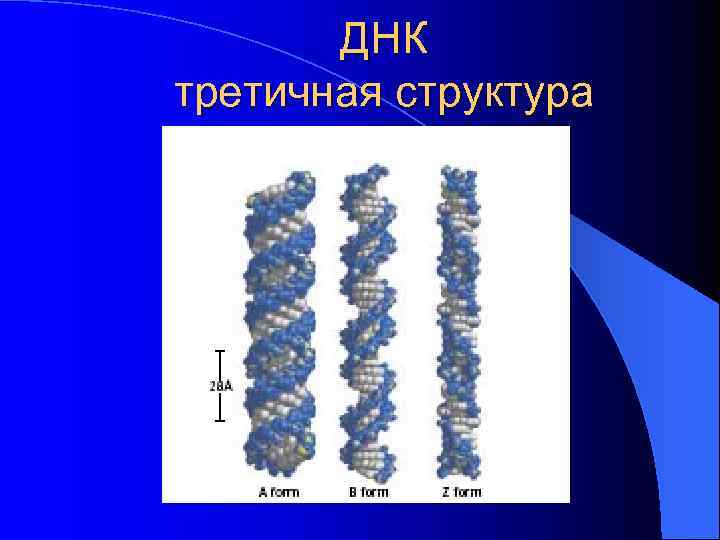   ДНК третичная структура 