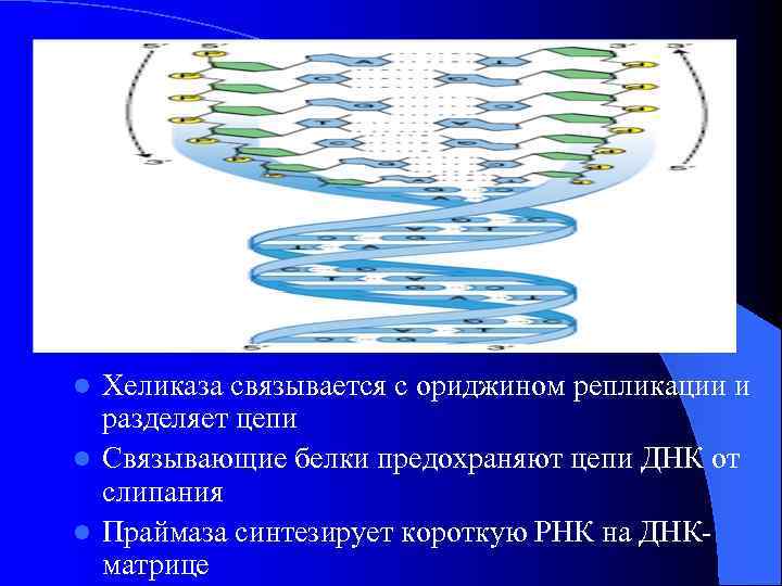 l Хеликаза связывается с ориджином репликации и  разделяет цепи l Связывающие белки предохраняют
