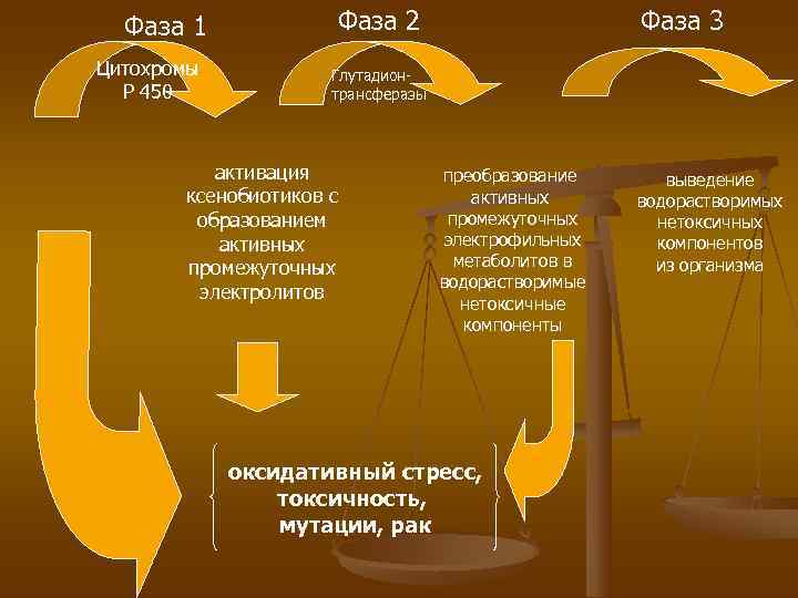  Фаза 1   Фаза 2     Фаза 3 Цитохромы