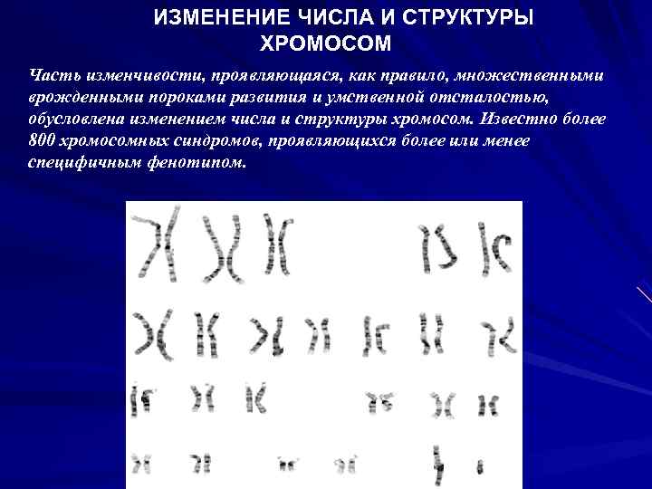    ИЗМЕНЕНИЕ ЧИСЛА И СТРУКТУРЫ     ХРОМОСОМ Часть изменчивости,