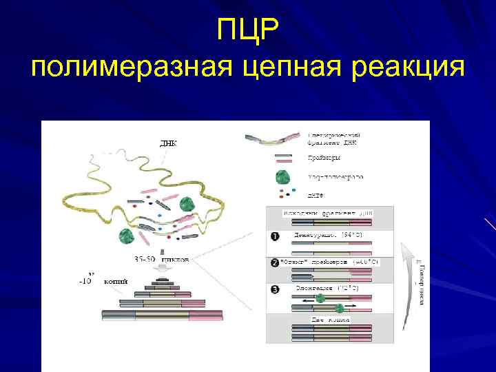   ПЦР полимеразная цепная реакция 