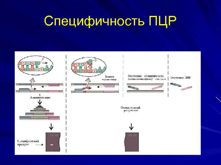 На рисунке изображен этап пцр