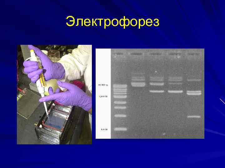 Современные достижения генетики презентация