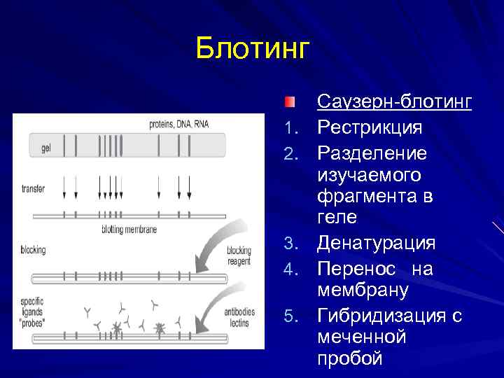 Иммунный блотинг. Степени рестрикции. Слайд современные достижения в генетике. Системы рестрикции и модификации ДНК. Схема гибридизации меченой пробы с микрочипом.