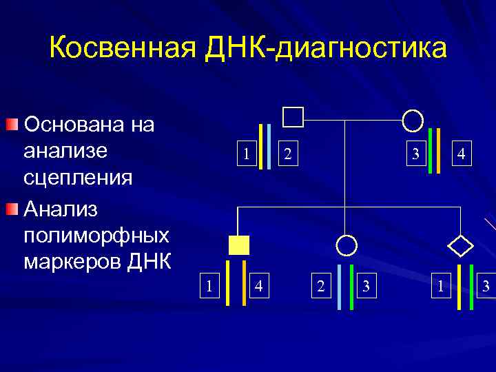  Косвенная ДНК-диагностика Основана на анализе  1  2  3  4