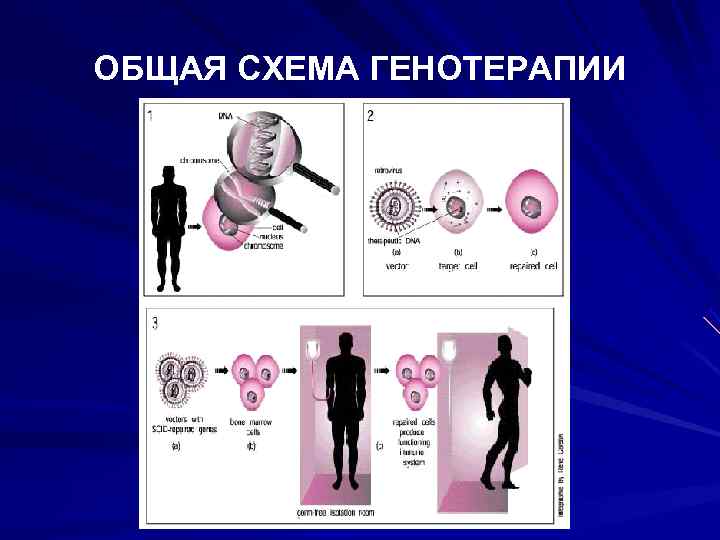 Современные достижения генетики презентация