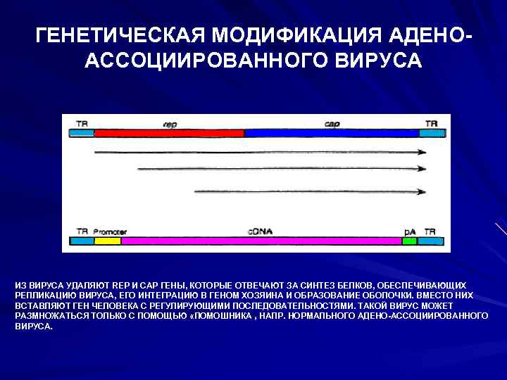 Современные достижения генетики презентация