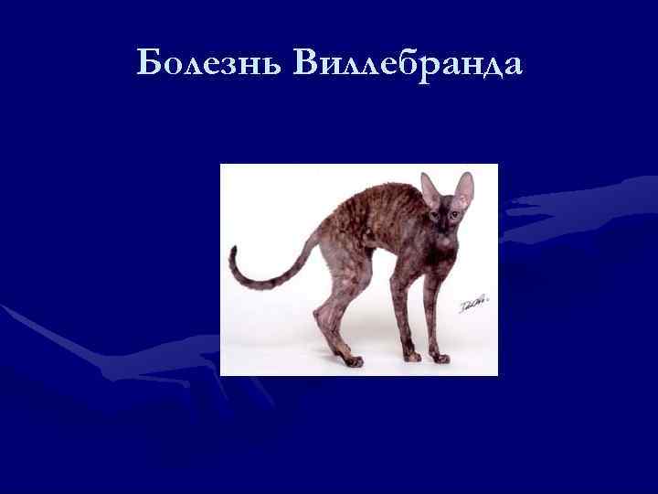 Болезнь Виллебранда 