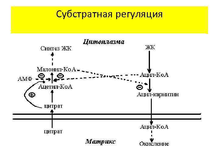 Субстратная регуляция 