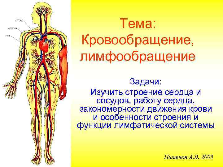  Тема: Кровообращение, лимфообращение   Задачи: Изучить строение сердца и сосудов, работу сердца,
