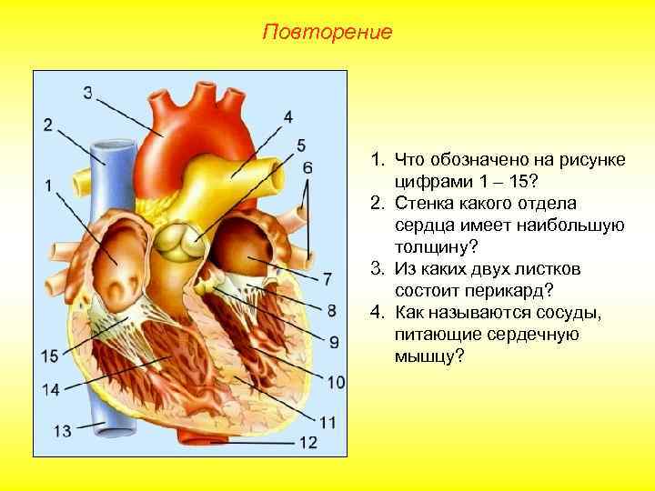 Повторение   1. Что обозначено на рисунке  цифрами 1 – 15? 