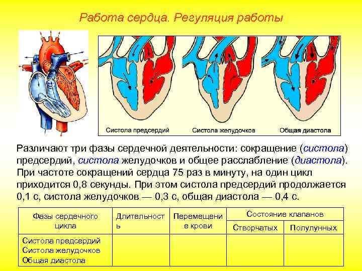 Регуляция работы сердца схема