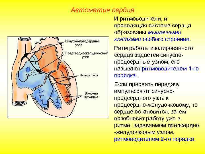Автоматия сердца  И ритмоводители, и  проводящая система сердца  образованы мышечными 