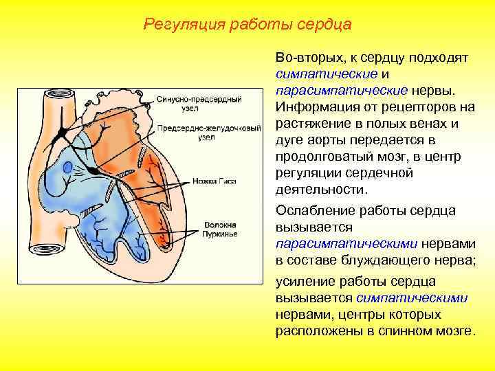 Регуляция работы сердца    Во-вторых, к сердцу подходят    симпатические