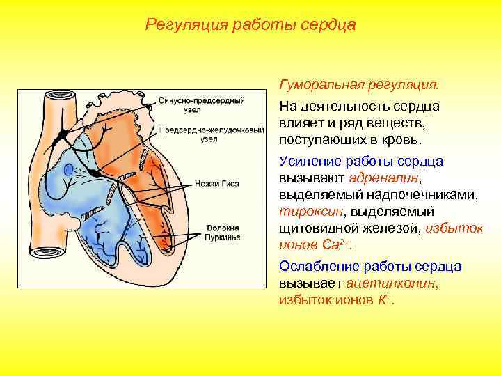 Регуляция работы сердца   Гуморальная регуляция.    На деятельность сердца 