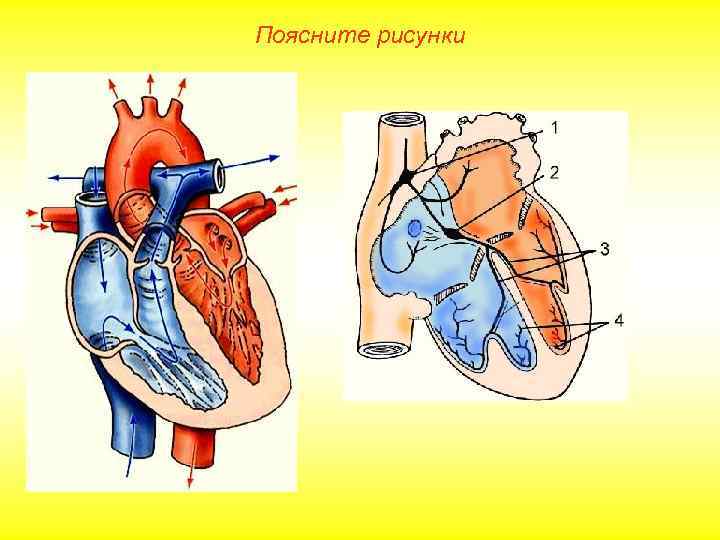 Поясните рисунки 