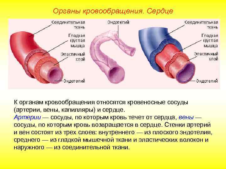   Органы кровообращения. Сердце К органам кровообращения относятся кровеносные сосуды (артерии, вены, капилляры)