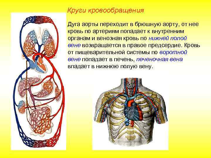 Круги кровообращения Дуга аорты переходит в брюшную аорту, от нее кровь по артериям попадает
